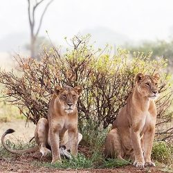 simba.jpg
