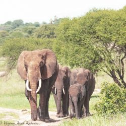 tembo.jpg